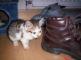 Why Your Work Boots Smell Like Cat Pee